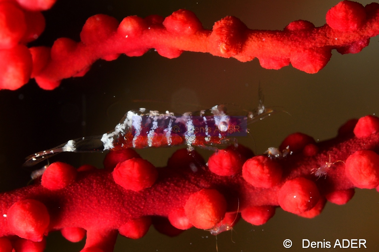 Hamodactylus boschmai  Crevette de Baschma-Wangi Wangi Island-22m-20180601-Denis-ADER-DSC_3045_tn.jpg